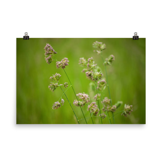 Softened Fields Botanical Nature Photo Loose Unframed Wall Art Prints - PIPAFINEART