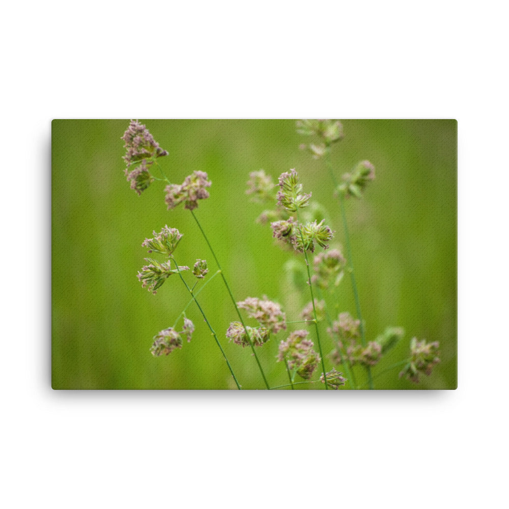 Softened Fields Floral Nature Canvas Wall Art Prints