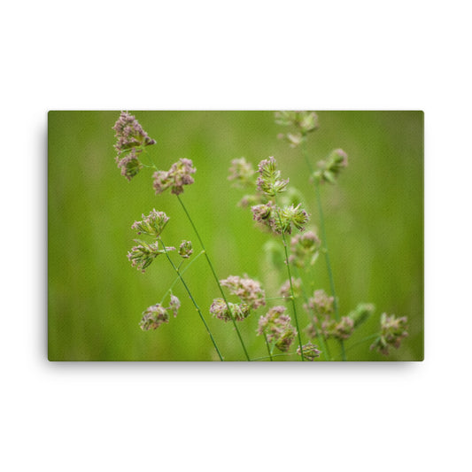 Softened Fields Floral Botanical Nature Photo Canvas Wall Art Prints