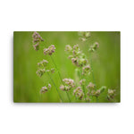 Softened Fields Floral Nature Canvas Wall Art Prints
