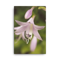 Softened Hosta Bloom Floral Nature Canvas Wall Art Prints
