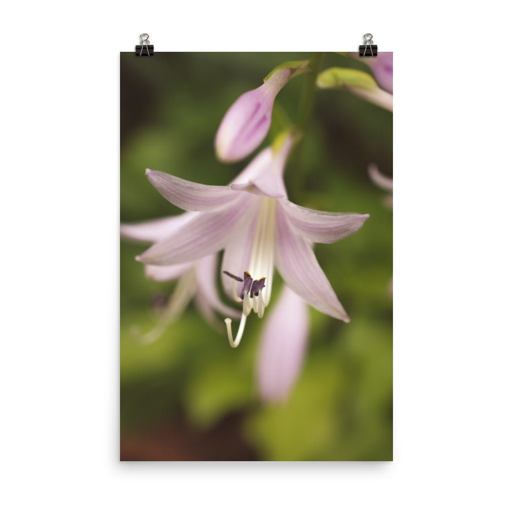 Softened Hosta Bloom Floral Nature Photo Loose Unframed Wall Art Prints - PIPAFINEART