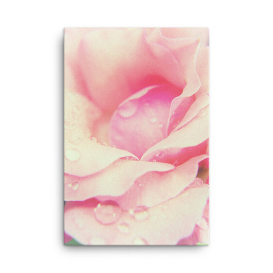 Softened Rose Floral Botanical Nature Photo Canvas Wall Art Prints
