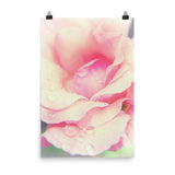 Softened Rose Floral Nature Photo Loose Unframed Wall Art Prints - PIPAFINEART