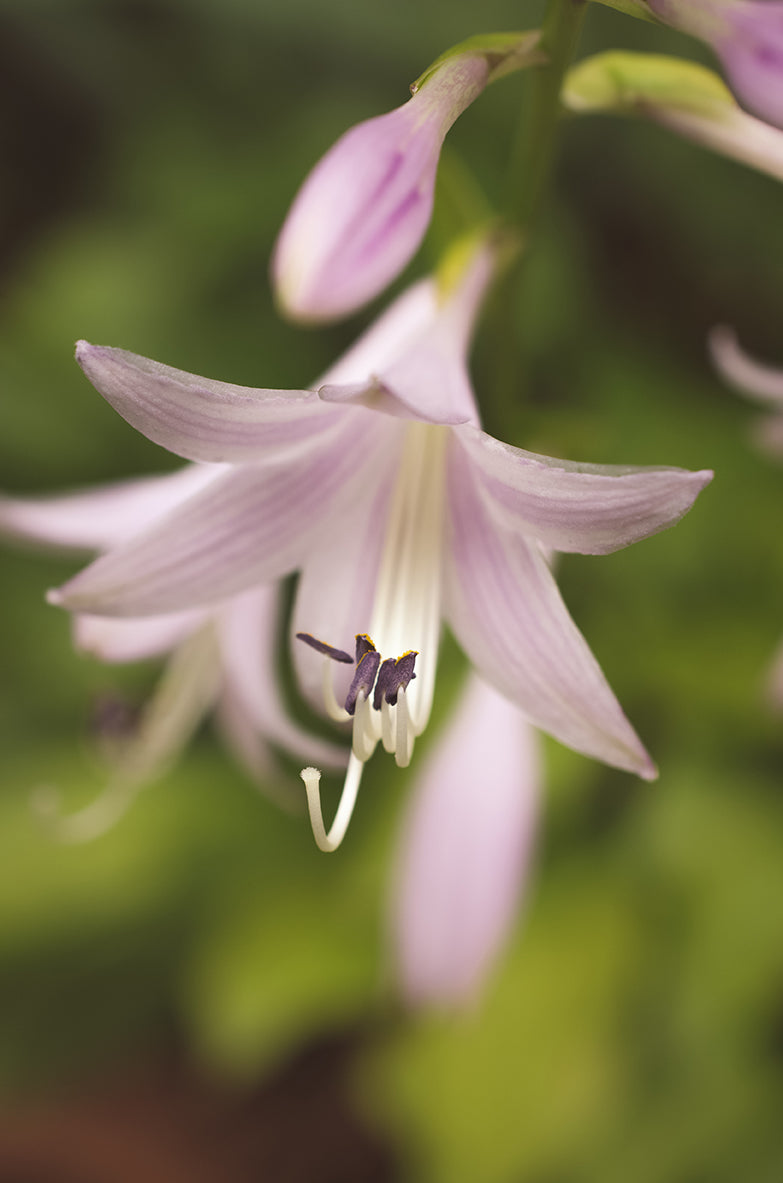 Softened Hosta Bloom Nature / Floral Photo Fine Art Canvas Wall Art Prints  - PIPAFINEART