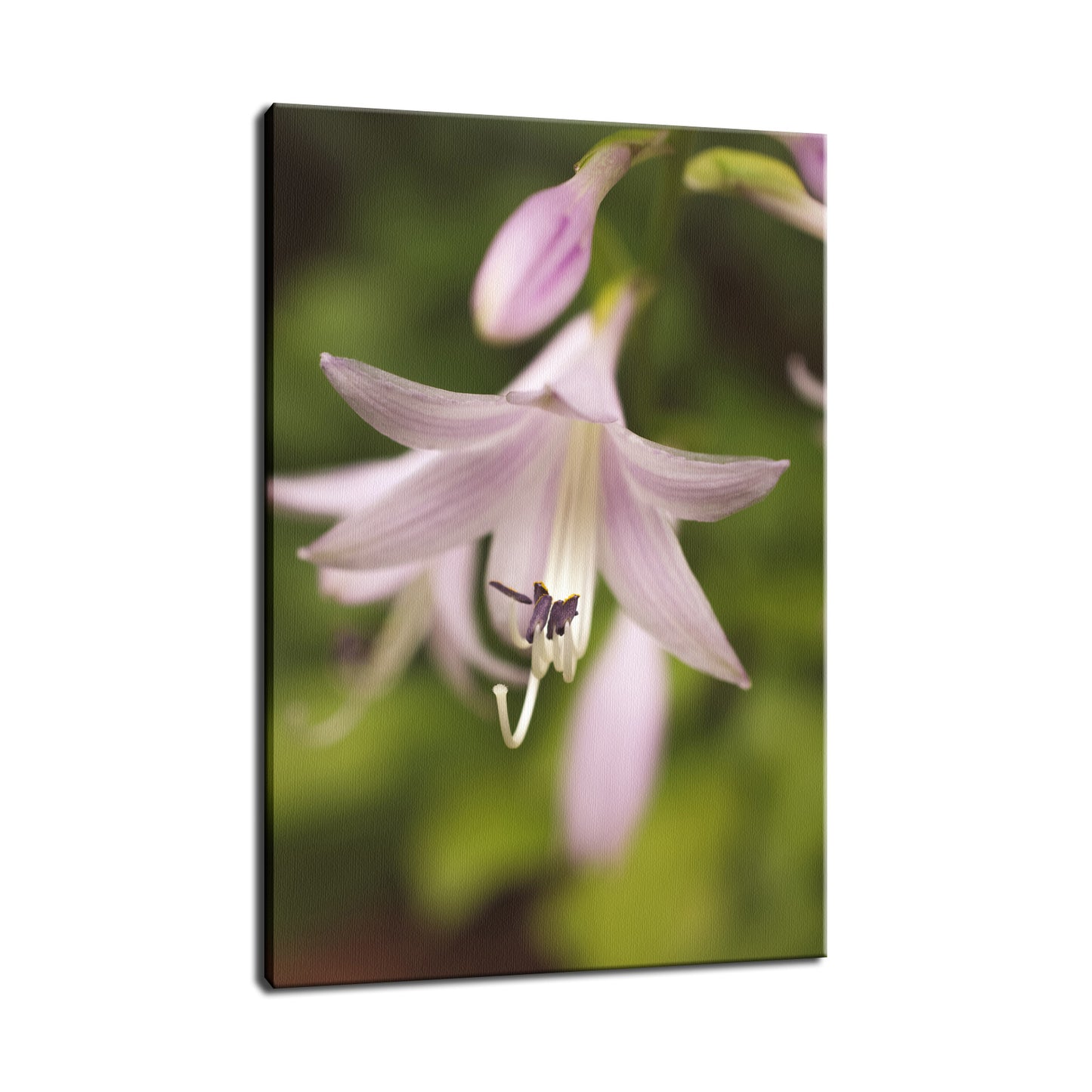 Softened Hosta Bloom Nature / Floral Photo Fine Art Canvas Wall Art Prints  - PIPAFINEART