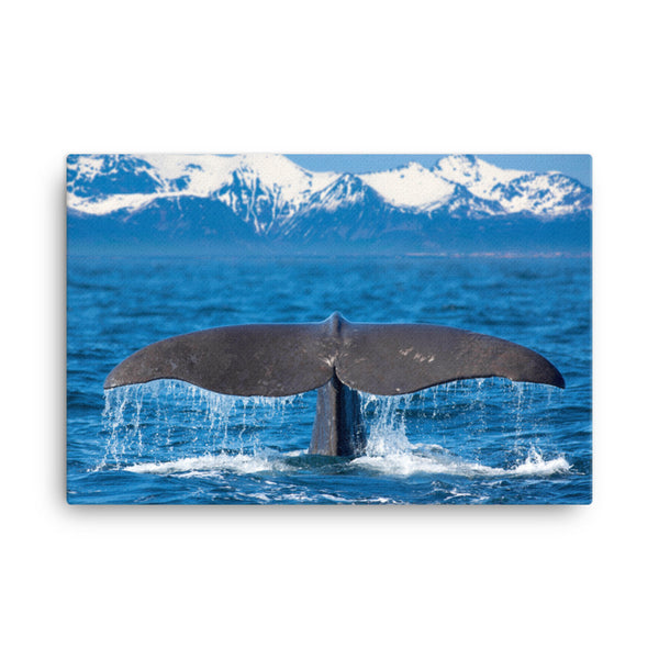 Sperm Whale Tall Splashing In Blue Water With Mountains Of Norway Animal Wildlife Photograph Canvas Wall Art Print