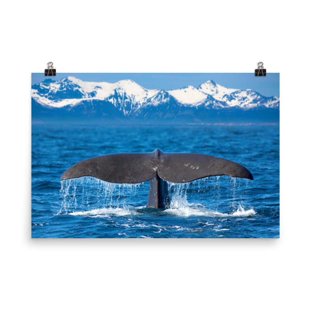 Sperm Whale Tall Splashing In Blue Water With Mountains Of Norway Loose Wall Art Print