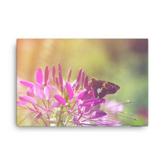 Spider Flower in Glory Light With Spotted Moth Floral Botanical Nature Photo Canvas Wall Art Prints