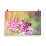 Spider Flower in Glory Light With Spotted Moth Floral Nature Photo Loose Unframed Wall Art Prints - PIPAFINEART