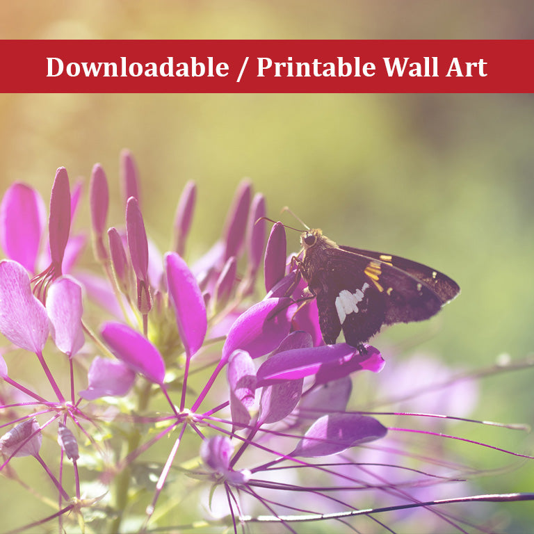 Spider Flower in Glory Light With Spotted Moth Nature Photo DIY Wall Decor Instant Download Print - Printable  - PIPAFINEART