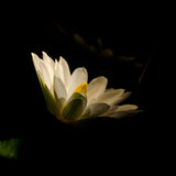 Spotlight on Water Lily Floral Night Photo DIY Wall Decor Instant Download Print - Printable  - PIPAFINEART