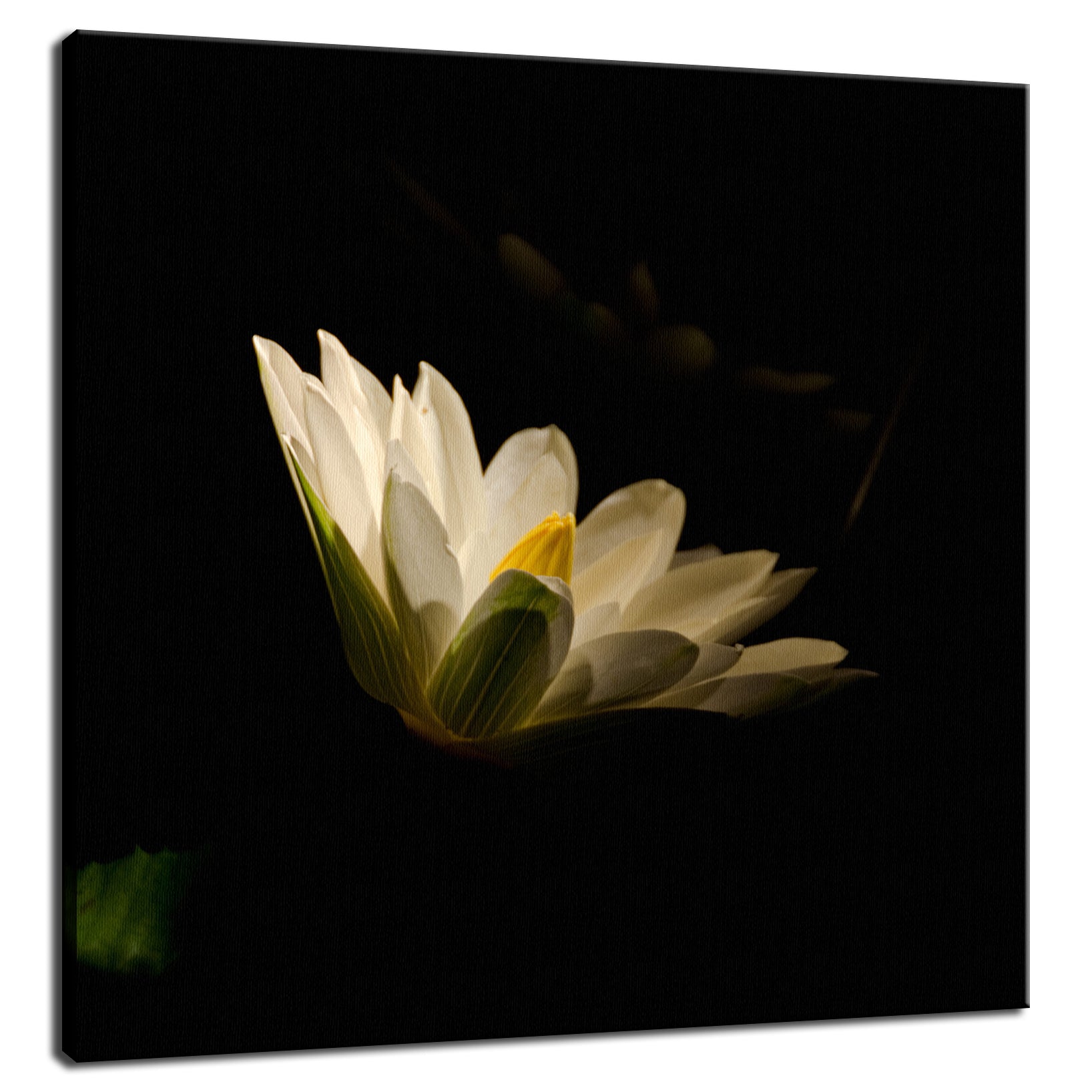Spotlight on Waterlily - Square Nature / Floral Photo Fine Art & Unframed Wall Art Prints  - PIPAFINEART