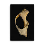 States of Erosion Image 2 Whelk Shell Coastal Nature Canvas Wall Art Prints