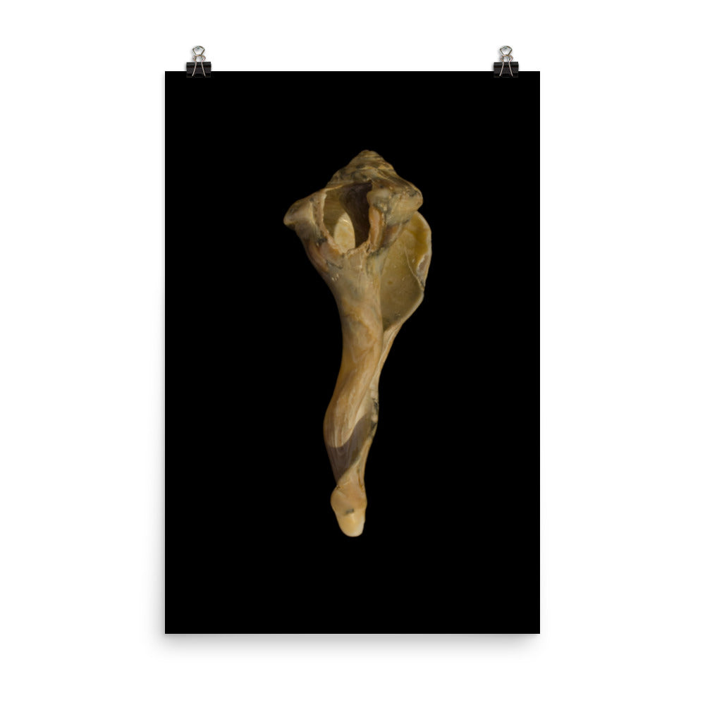 States of Erosion Image 3 Whelk Shell Coastal Nature Photo Loose Unframed Wall Art Prints - PIPAFINEART