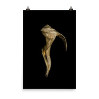 States of Erosion Image 4 Whelk Shell Coastal Nature Photo Loose Unframed Wall Art Prints - PIPAFINEART