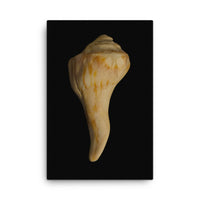 States of Erosion Image 9 Whelk Shell Coastal Nature Canvas Wall Art Prints