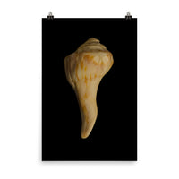 States of Erosion Image 9 Whelk Shell Coastal Nature Photo Loose Unframed Wall Art Prints - PIPAFINEART