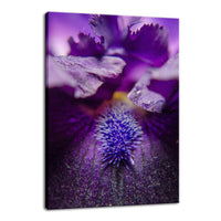 Stigma of Iris Nature / Floral Photo Fine Art Canvas Wall Art Prints  - PIPAFINEART