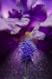 Stigma of Iris Nature / Floral Photo Fine Art Canvas Wall Art Prints  - PIPAFINEART