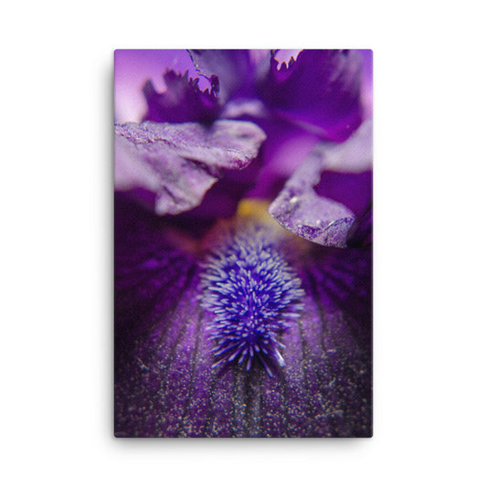 Stigma of Iris Floral Botanical Nature Photo Canvas Wall Art Prints