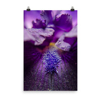 Stigma of Iris Floral Nature Photo Loose Unframed Wall Art Prints - PIPAFINEART