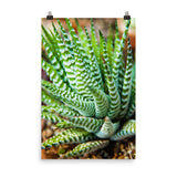 Succulent 2 Botanical Nature Photo Loose Unframed Wall Art Prints - PIPAFINEART
