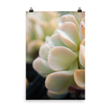 Succulent 4 Botanical Nature Photo Loose Unframed Wall Art Prints - PIPAFINEART