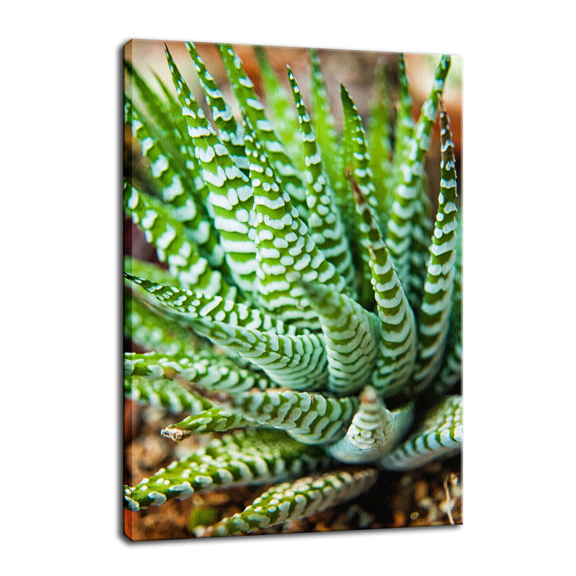 Succulent 2 Botanical / Nature Photo Fine Art Canvas Wall Art Prints  - PIPAFINEART