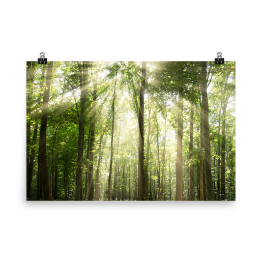 Sun Rays Through Treetops Landscape Photo Loose Wall Art Prints - PIPAFINEART