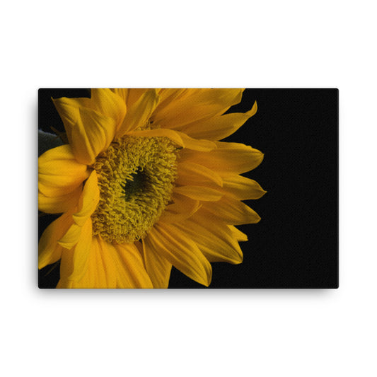 Sunflower from Left Floral Botanical Nature Photo Canvas Wall Art Prints
