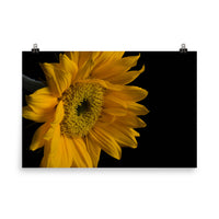 Sunflower from Left Floral Nature Photo Loose Unframed Wall Art Prints - PIPAFINEART