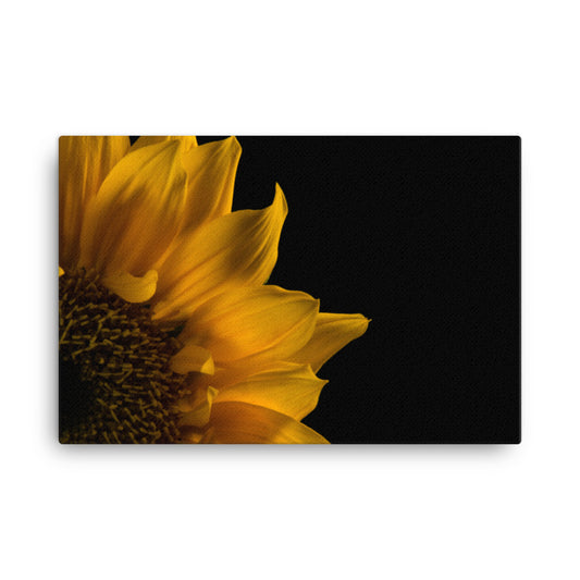 Sunflower in Corner Floral Botanical Nature Photo Canvas Wall Art Prints