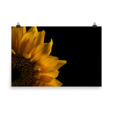Sunflower in Corner Floral Nature Photo Loose Unframed Wall Art Prints - PIPAFINEART