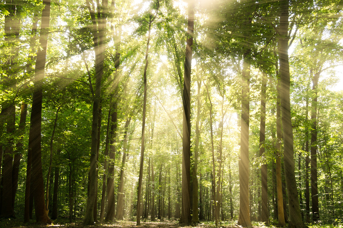 Sun Rays Through Treetops in the Forest Fine Art Canvas Wall Art Prints  - PIPAFINEART