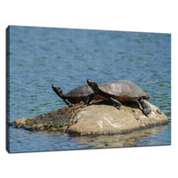 Sunshine Rock with Turtles Animal / Wildlife Photograph Fine Art Canvas & Unframed Wall Art Prints  - PIPAFINEART
