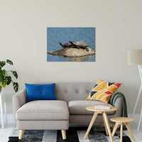 Sunshine Rock with Turtles Animal / Wildlife Photograph Fine Art Canvas & Unframed Wall Art Prints 24" x 36" / Canvas Fine Art - PIPAFINEART