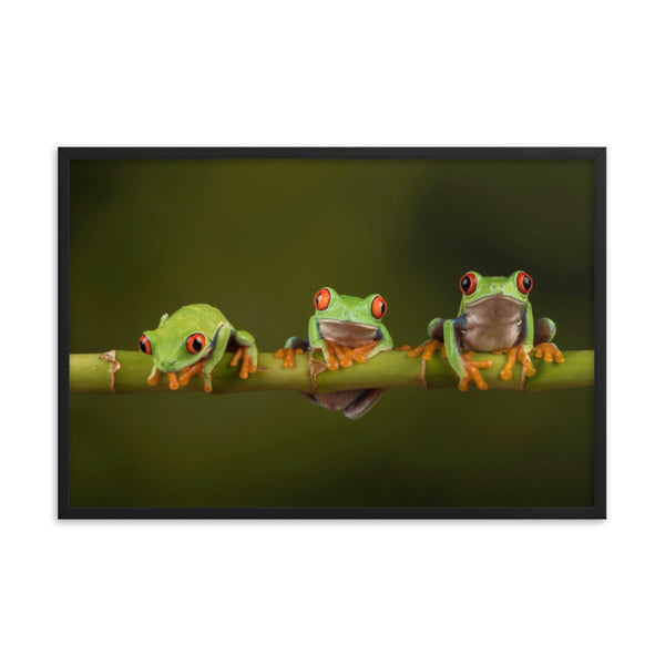 Three Tiny Green Red Eyed Tree Frog on Bamboo Animal Wildlife Photograph Framed Wall Art Prints