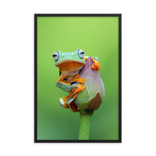 Tiny Green Tree Frog on Lotus Bloom Animal Wildlife Floral Nature Photograph Framed Wall Art Prints