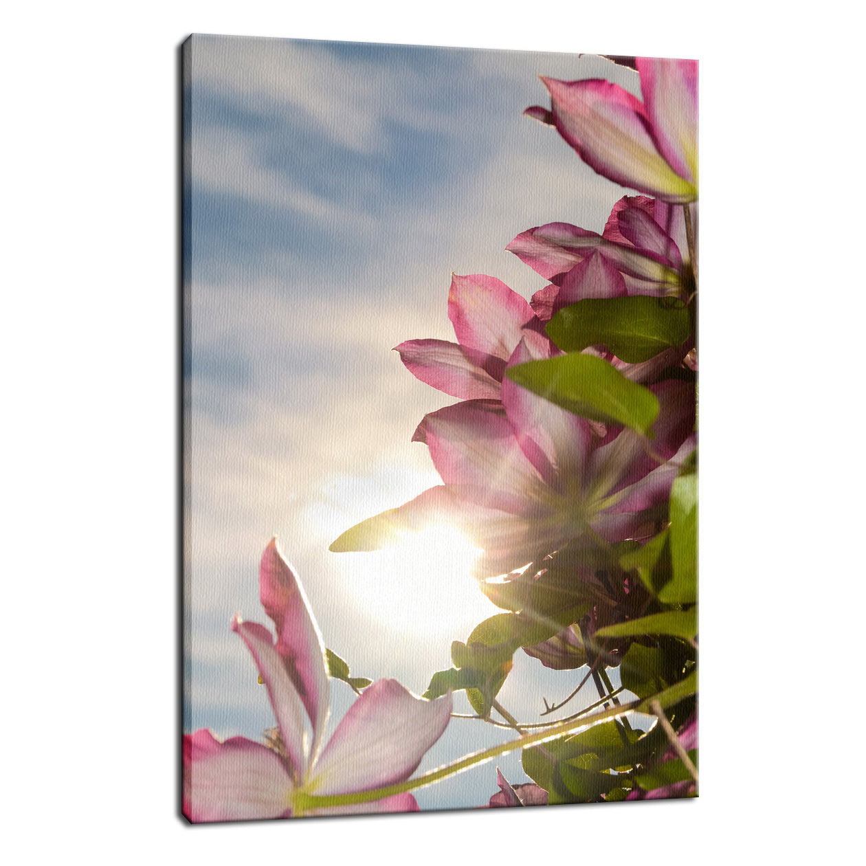 Towering Clematis Nature / Floral Photo Fine Art Canvas Wall Art Prints  - PIPAFINEART