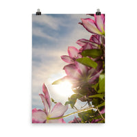 Towering Clematis Floral Nature Photo Loose Unframed Wall Art Prints - PIPAFINEART