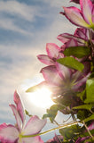 Towering Clematis Floral Nature Photo DIY Wall Decor Instant Download Print - Printable  - PIPAFINEART