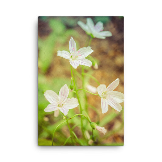 Tranquil Carolina Spring Beauty Floral Botanical Nature Photo Canvas Wall Art Prints