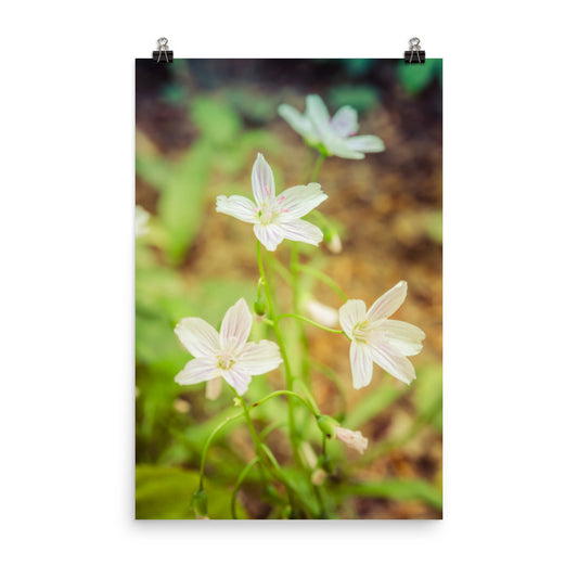 Tranquil Carolina Spring Beauty Floral Nature Photo Loose Unframed Wall Art Prints - PIPAFINEART