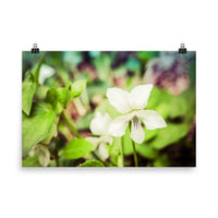 Tranquil China Violet Floral Nature Photo Loose Unframed Wall Art Prints