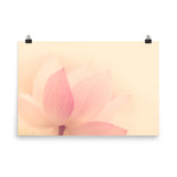 Tranquil Close-up Pink Lotus Petal Floral Nature Photo Loose Flower Wall Art Print