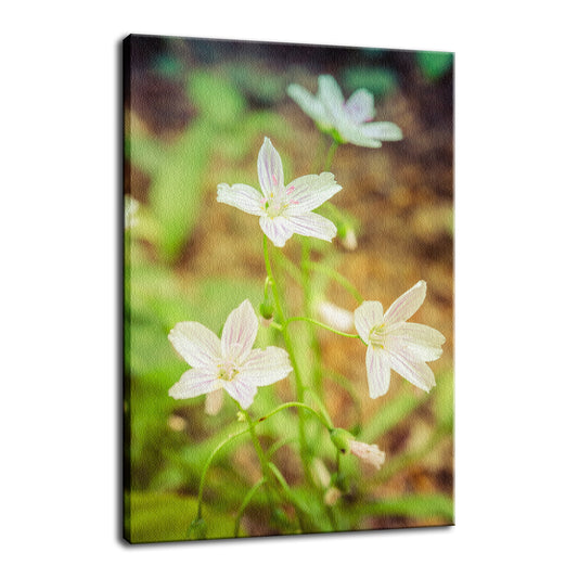 Tranquil Carolina Spring Beauty Nature / Floral Photo Fine Art Canvas Wall Art Prints  - PIPAFINEART