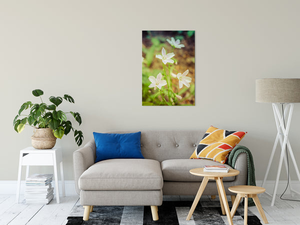 Tranquil Carolina Spring Beauty Nature / Floral Photo Fine Art Canvas Wall Art Prints 24" x 36" - PIPAFINEART