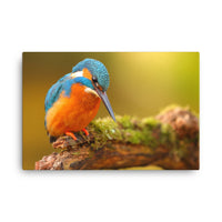 Kingfisher Bird on Perch 2 Animal Wildlife Photo Canvas Wall Art Prints