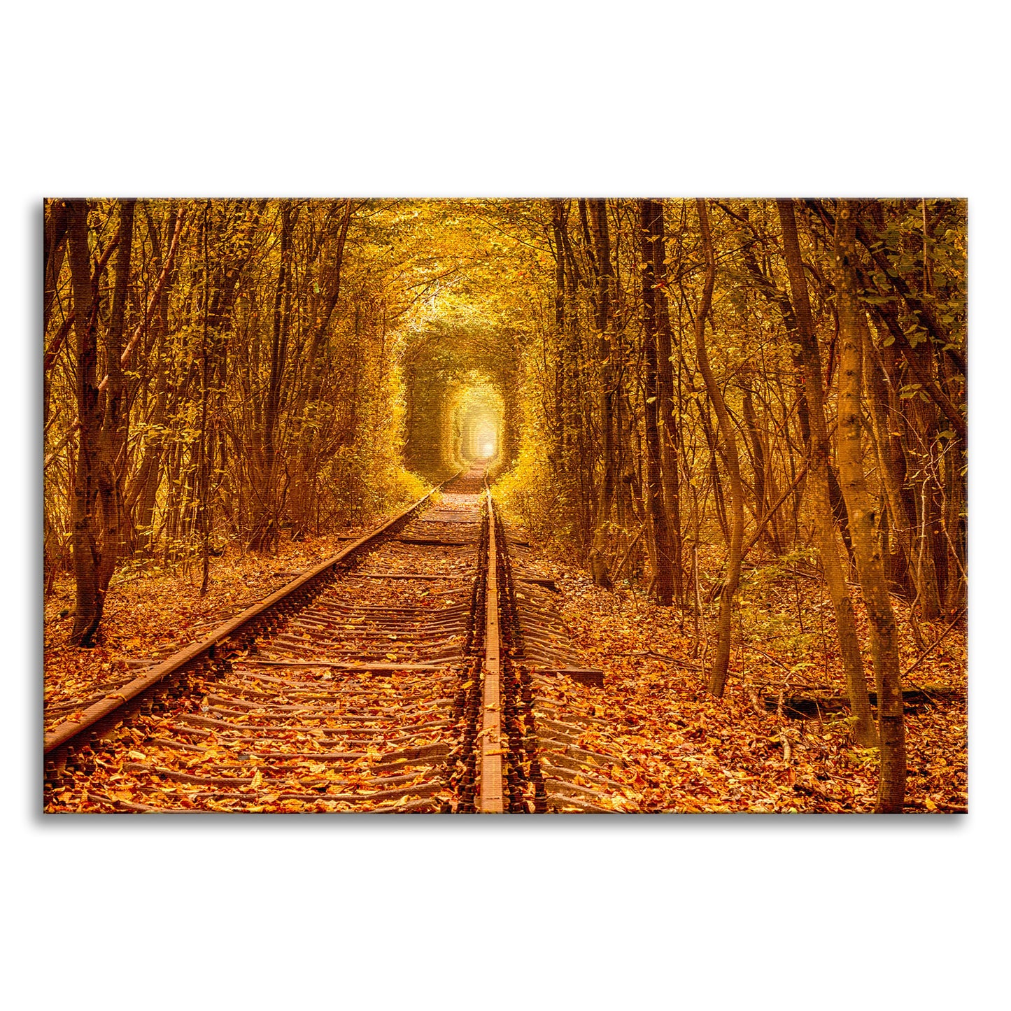 Ukraine Forest Railway Tunnel of Love Landscape Photo Canvas Wall Art Print